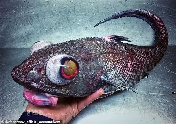 灰不溜秋像个脑袋 深海外星生物太恐怖!嗯 是鱼 很好吃