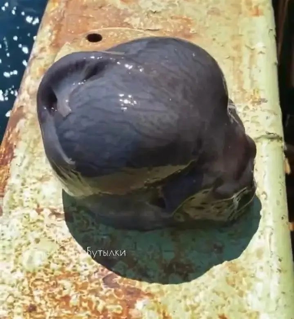 灰不溜秋像个脑袋 深海外星生物太恐怖!嗯 是鱼 很好吃