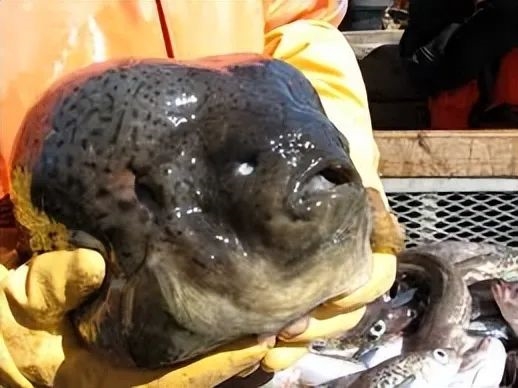 灰不溜秋像个脑袋 深海外星生物太恐怖!嗯 是鱼 很好吃