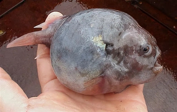 灰不溜秋像个脑袋 深海外星生物太恐怖!嗯 是鱼 很好吃